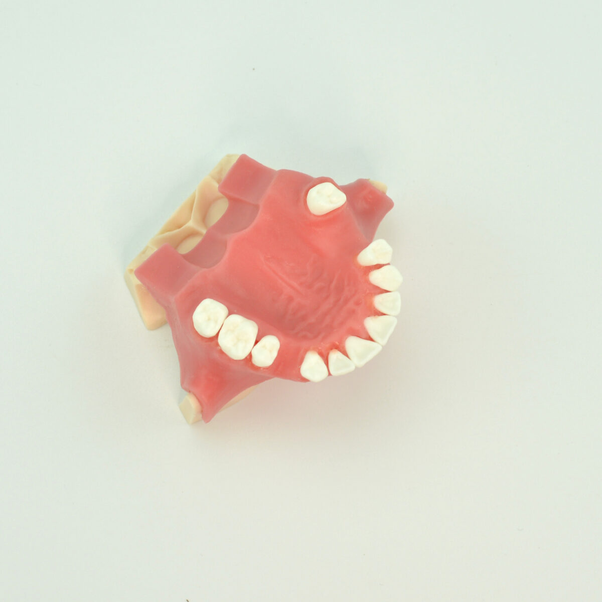 Implant Maxillary Sinus Model, $27.00, November 2024 - Dental Lab Shop